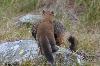 Photo of shame. Marten taking his marmot feast away