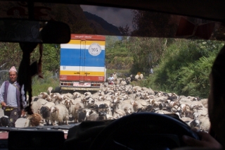 A veritable sea of sheep, one of many obstacles on the way