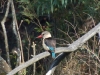 Brown hooded kingfisher