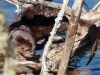 Otter on branches