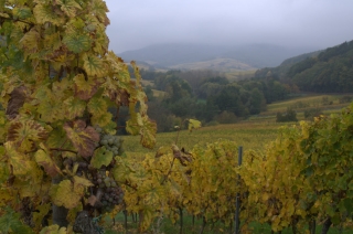 The vineyards of Alsace. Okay, so the weather wasn't so good