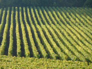 The seried ranks of champagne grape vines, our target!
