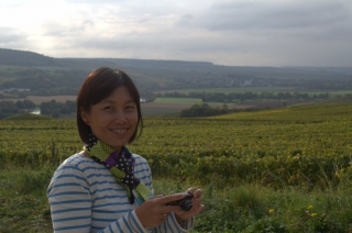 The golden-green fields of champagne, the harvest in