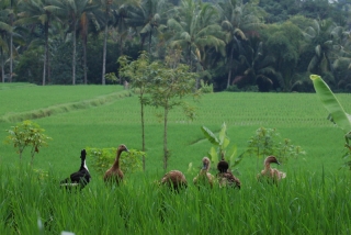 Ducks in the paddy fields near Ubud, planning their next campaign of mischief
