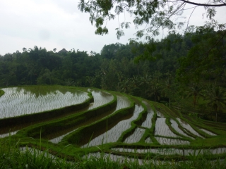 The placid beauty and rich green of Bali's paddy terraces on a rainy day