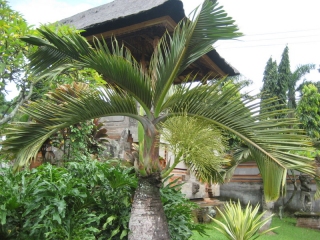 Bali is one huge botanical garden of delights