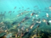 The mixture of cold and warm ocean currents leads to an abundance of fish and sealife