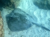Among the cooler fish we saw was this battered looking Stingray