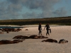 All that time in the water is exhausting - it\'s no wonder sealions sleep so much on the beach
