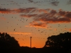 Thousands of parrots flying home to roost over the town of Dongara