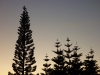 Distinctly Australian pines at dusk
