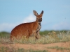Of course we saw kangaroos on our jaunt around Western Australia, but we saw plenty more...