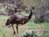 We saw emus. Oddly enough, we also saw ostrich farms but no emu farms. Do these guys just taste bad?