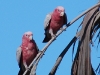 We saw plenty of parrots. These are galahs. Galah is Aussie slang for idiot, and I\'ve no idea why