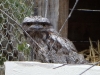 We saw a tawny frogmouth too, though this photo was from a little wildlife rescue centre called Roo Gully. No, it\'s not Oscar the Grouch