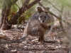 Cuteness contest! Which is cuter, this cuddlesome Tammar Wallaby...