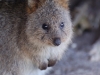 ...or this squeesome Quokka?