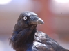 The Australian raven, who has a truly pathetic call for such a stern looking bird. It goes something like: \'caw, caw, awwww heck...\'