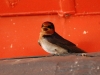 This is the Welcome Swallow, he says \'hi!\'  I\'m not kidding, this bird really is called the Welcome Swallow