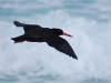 For seabird lovers, the Sooty Oystercatcher. He\'s in the gallery cos I can never resist showing off a bird-in-flight picture