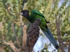 One of the many parrots that colour the bush, an Australian Ringneck. He\'s perched on a banksia seedhead - the plants are weird here too