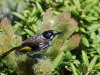 Lastly, the New Holland Honeyeater. Someone has to be