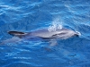 Far less rare than the Hector\'s, we also saw Dusky dolphins like this one and Bottlenose too