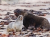 New Zealand Sealions, it\'s a little known fact that cheesy 1980\'s love duets are a big part of their courtship