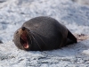 Looking at New Zealand Fur Seals for too long can infect you with slee... zzzzzz...