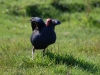 He\'s blue all over except for a huge red roman beak and giant feet, he\'s the Pukeko