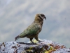The Kea is the world\'s only alpine parrot. Which is brilliant on its own, since there\'s nothing more tropical than a parrot.