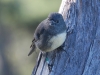 Pluckiest bird, the South Island Robin will peck at your very walking boots if he thinks there may be bugs in the seams