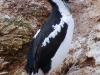 Just need to interrupt this slideshow for a quick shag.  The Stewart Island Shag, in fact - I wish I\'d got a closer view of that deep blue eye