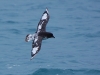 This little seabird is called a Cape Pigeon, but it\'s not a pigeon at all. Those waggish biologists!