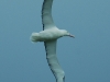 My favourite bird from this month in New Zealand, the huge and effortlessly graceful Royal Albatross winging above the sea