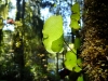 New Zealand is full of unusual and beautiful plants - these leaves seem to be growing out of moss, on the side of a tree