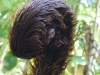 Monkey tail? Giant lizard tongue? In fact it\'s a new tree fern leaf just beginning to uncurl
