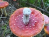 Another invader! The fly agaric mushroom colludes with the Douglas Fir to make the ground too acidic for native plants to live