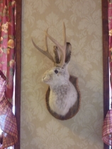Jackalope head on the wall. We didn't see a live one of these on our trip