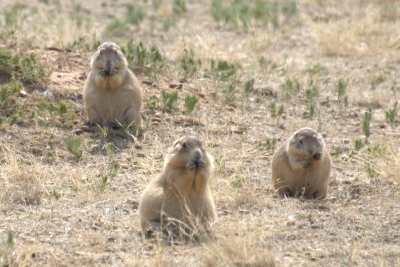 The prairie dog harmonica orchestra tunes up