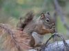 Mammal #5 - the American Red Squirrel