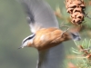 Avian interlude, leaving a pine cone