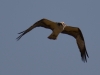 An osprey on the wing