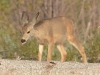 Mammal #7 - a baby Mule Deer sticking his tongue out