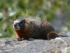 Mammal #10 - hopefully not the mate of the previous Yellow-bellied Marmot