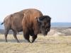Mammal #13 - the Bison