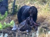 Mammal #14 - earning his name, the Grizzly Bear chews on a deer