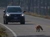 Mammal #15 - fearless Red Fox patrolling the road