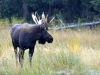 Mammal #17 - my favourite ungulate, the Moose