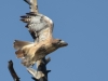 A red-tailed hawk takes off from his perch